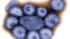 Norvegia a depistat o mutaţie a virusului pandemic al gripei porcine, anunţă OMS 