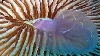 Un coral a fost surprins în timp ce mânca o meduză - FOTO 