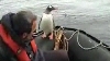 Un pinguin a scăpat de orci sărind într-o barcă - VEZI VIDEO 
