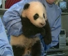 Un pui de Panda, născut la grădina zoologică din San Diego, a fost botezat Fiul norului