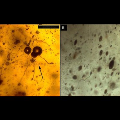 Sursa:livescience.com
