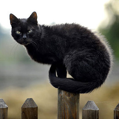 Foto: nydailynews.com