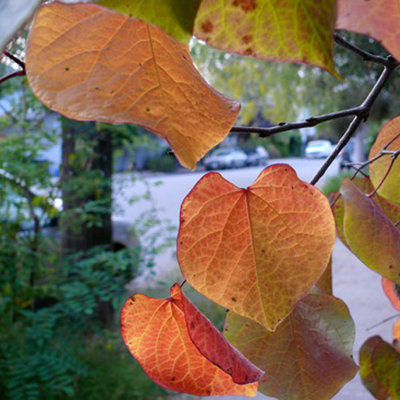 Foto: http://z.about.com/d/sanfrancisco/1/0/u/H/-/-/fallleaves500.jpg
