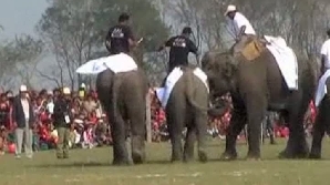 Elefanţii joacă fotbal în Katmandu