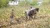 Gerul a compromis producţiile de rapiţă şi orz din judeţul Bacău