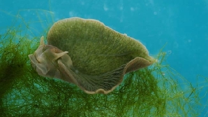 Melcul de mare, jumătate animal, jumătate plantă