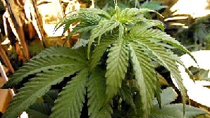 Marijuana/Foto: grupRC.ro