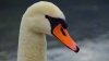Câţiva voluntari le-au  adus de mâncare lebedelor din Delta Dunării