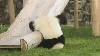 Un panda va învăţa limba chineză. Cine vrea să fie profesorul?