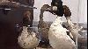 La Muzeul de Istorie Naturală din Sibiu s-a deschis o expoziţie de animale împăiate 