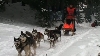 Căţeii husky s-au întrecut într-un concurs de tras sănii, la Băile Tuşnad