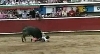 Copilul-toreador, rănit de un taur - VIDEO