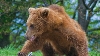 O ursoaică de la Grădina Zoologică din Tîrgu-Mureş a prezis o iarnă lungă