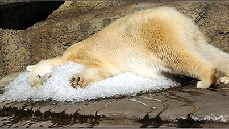 Frigul nu înseamnă că am scăpat de încălzirea globală - Foto: treehugger.com