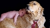 Cum să îi faci cunoştinţă animalului de companie cu bebeluşul nou născut