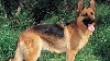 Poliţia scoate la licitaţie un ciobănesc german pentru că este prea blând
