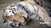 11 tigri siberieni au murit de foame la o grădină zoologică din China