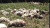 Zeci de oi moarte au fost abandonate pe islazul de lângă comuna Vulpeni, judeţul Olt. VEZI VIDEO