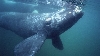 Balene moarte în număr record pe plajele din Argentina