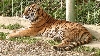 Un bărbat a fost atacat de un tigru la Grădina Zoologică Sibiu