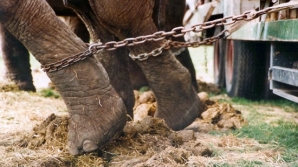 Circul bolivian nu va mai avea animale / FOTO: britannica.com