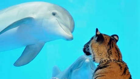 Delfinii sunt printre cele mai inteligente animale / FOTO: AP