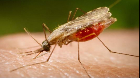 Malaria ucide anual peste jumatate de milion de oameni