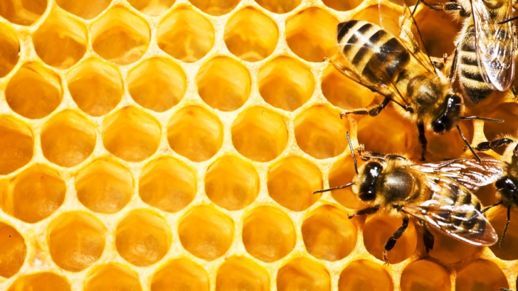 TINCTURA DE PROPOLIS. Beneficii şi utilizări TINCTURA DE PROPOLIS. Beneficii şi utilizări