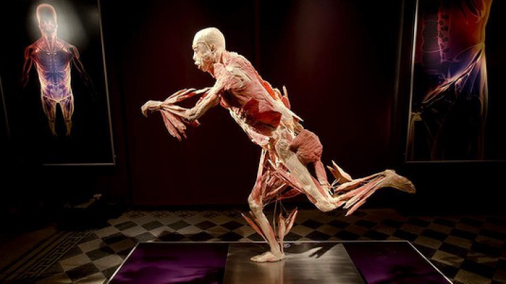 Record de viziatori la EXPOZIŢIA DE CADAVRE de la Antipa Record de viziatori la EXPOZIŢIA DE CADAVRE de la Antipa