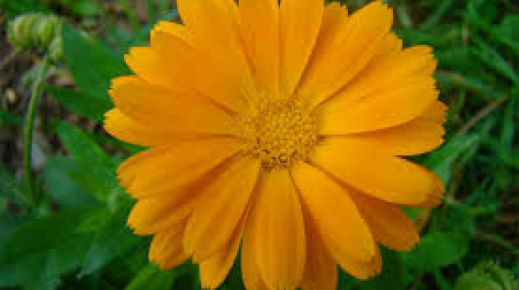 FLORII: Cele mai rare nume de flori FLORII: Cele mai rare nume de flori