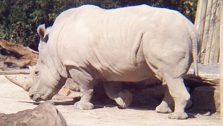 Un pui de rinocer alb s-a născut la o grădină zoologică din Australia Un pui de rinocer alb s-a născut la o grădină zoologică din Australia