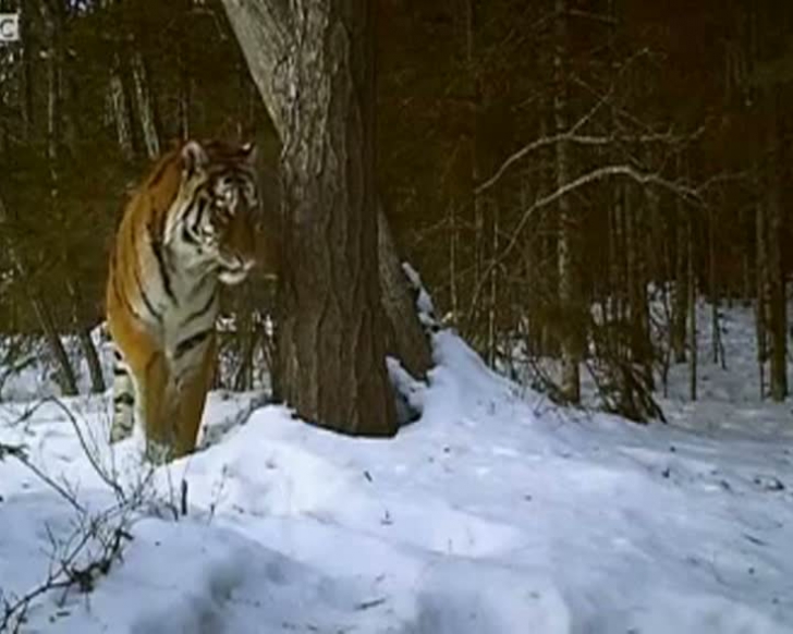 IMAGINI UNICE cu unul dintre CELE MAI RARE şi MISTERIOASE ANIMALE de pe planetă IMAGINI UNICE cu unul dintre CELE MAI RARE şi MISTERIOASE ANIMALE de pe planetă