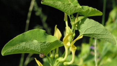 Cea mai puternica planta medicinala din Romania. Buruiana miraculoasa care poate invinge cancerul