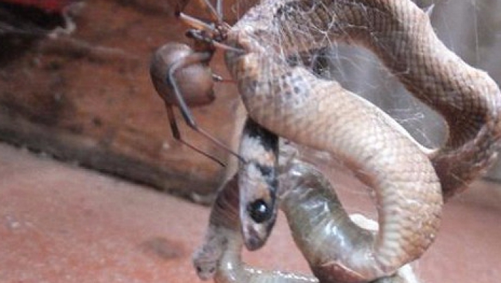 Momentul terifiant în care un şarpe este prins în pânza unui păianjen