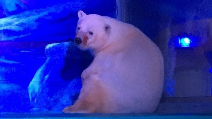 ''Cel mai trist urs polar din lume'', închis într-un mall din China. VIDEO