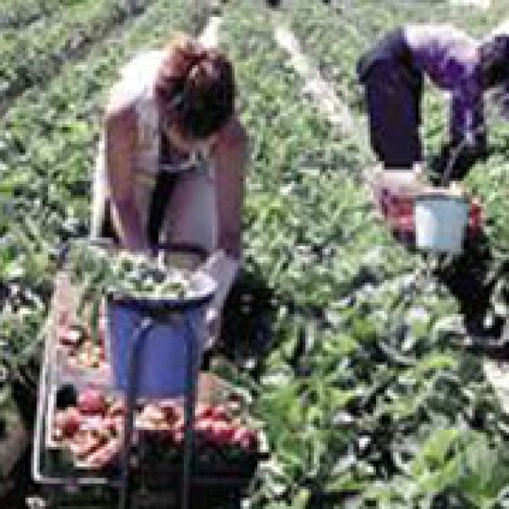 Românce căutate pentru agricultură în Spania
