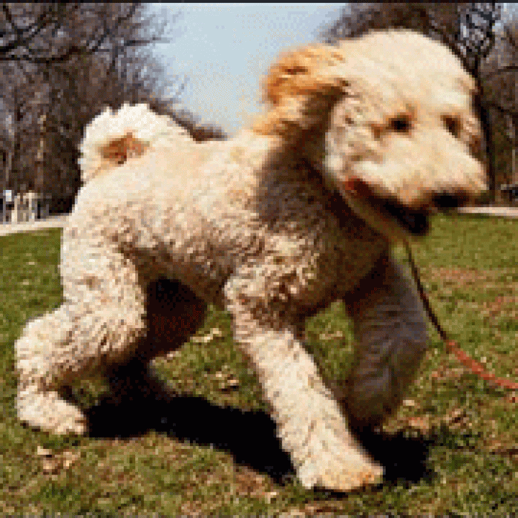 Amenzi pentru stăpânii de câini