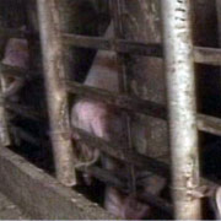 Porcii şi furajele din Timiş, interzise pentru braşoveni