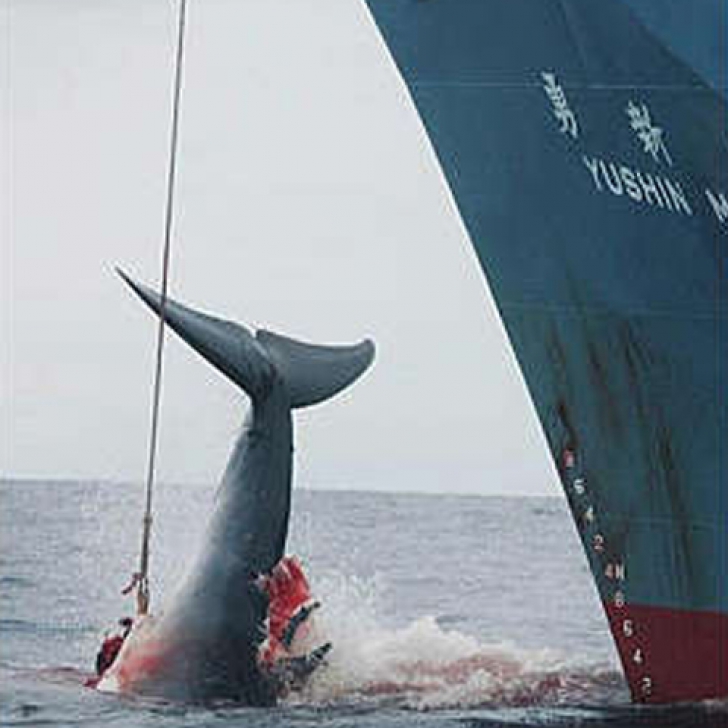 Foto: http://www.repubblica.it/2007/01/sezioni/ambiente/balene-giappone/primo-stop-caccia/ansa_11878974_46070.jpg