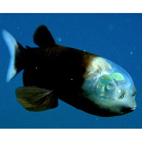 Foto: Monterey Bay Aquarium Research Institute
