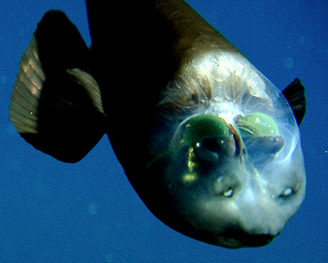 Foto: Monterey Bay Aquarium Research Institute