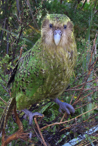 Foto: Kakapo Recovery/PA
