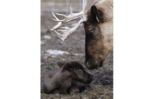 Foto: AP/Fairbanks Daily