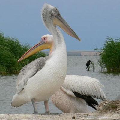 Foto: dalmatianpelican.ro