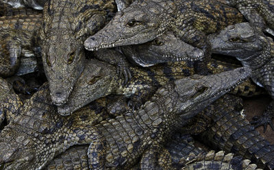 Foto: Nic Bothma/EPA
