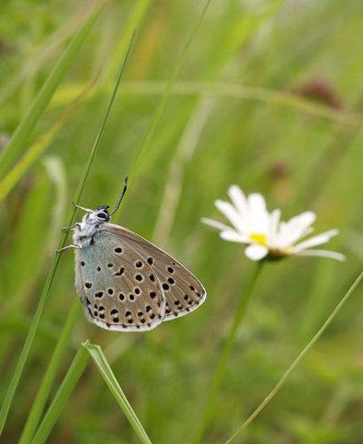 Foto: David Simcox/National Trust/PA
