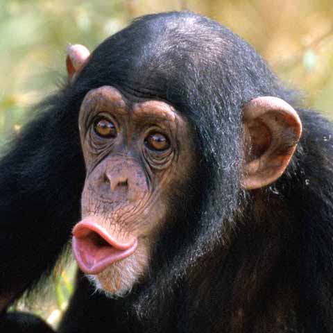 Foto: primates.com