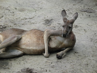 Dumitru Prunariu îşi ia întotdeauna aparatul cu el şi este pregătit pentru instantanee şi pentru poze studiate