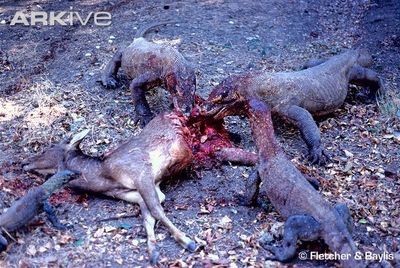 FOTO: ©Fletcher&Baylis