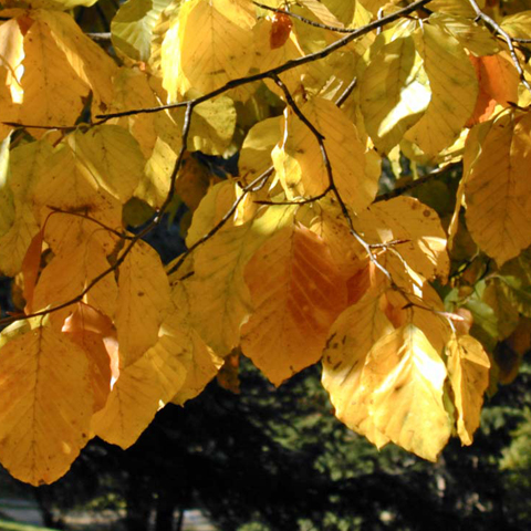 Foto: http://upload.wikimedia.org/wikipedia/commons/1/1e/Fagus_sylvatica_autumn_leaves.jpg